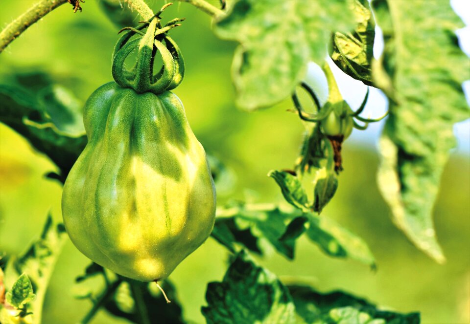 Bush tomatoes tomatenrispe panicle