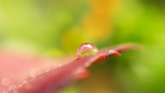 Flora garden dew photo