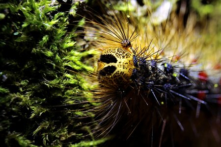 Animals wild nature