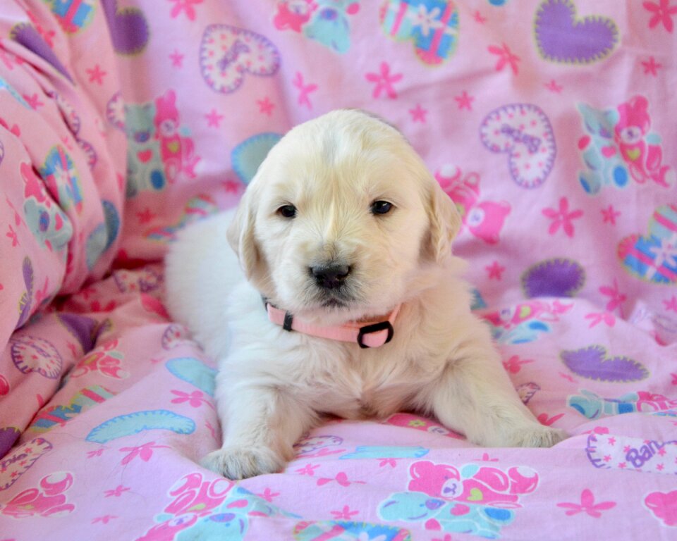 Pup bitch golden miss pink pet dog
