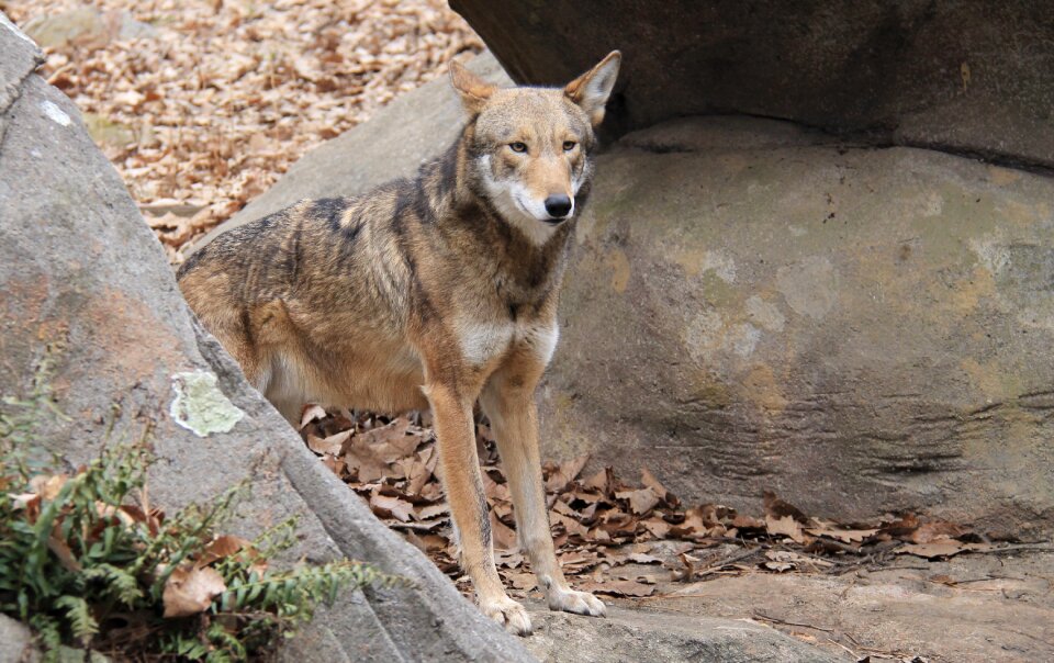 Nature predator brown wolf