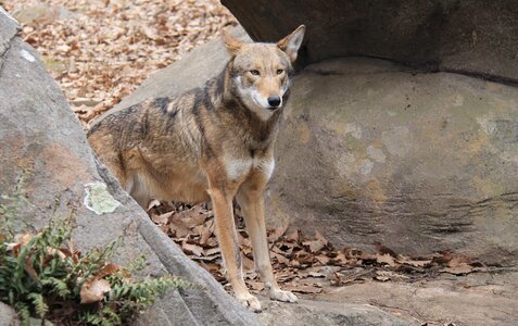 Nature predator brown wolf