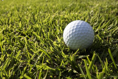 Grass sport golfers
