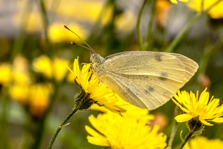 Pieris rapae butterflies sitting on flower photo