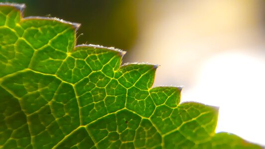 Environment growth outdoors