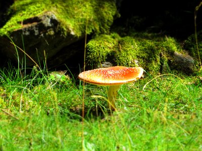 Foam fall mushrooms