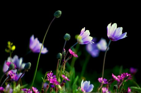 Anemone nature flower photo