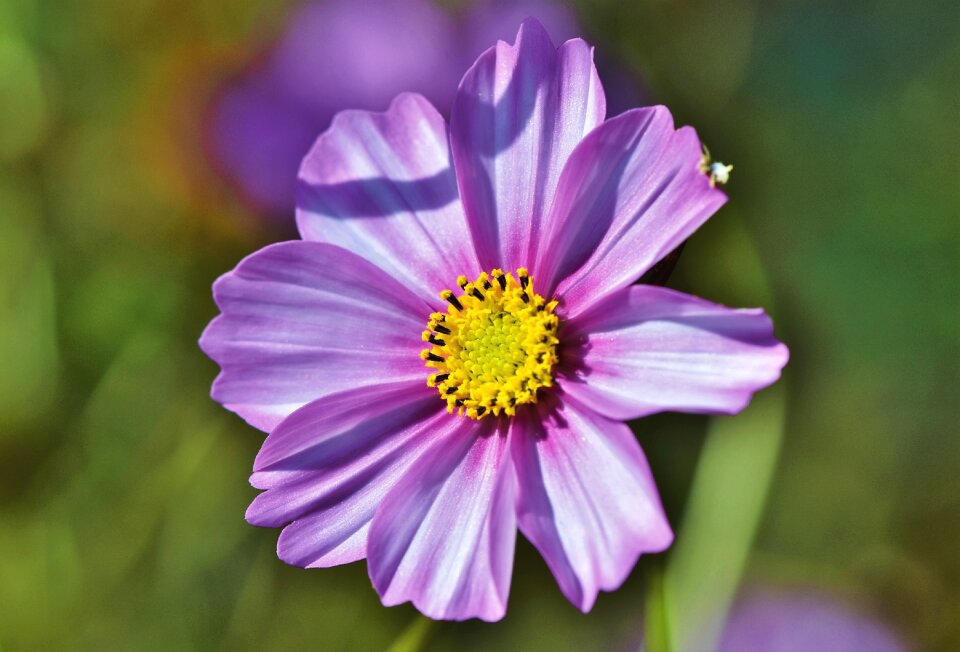 Blossom bloom purple photo