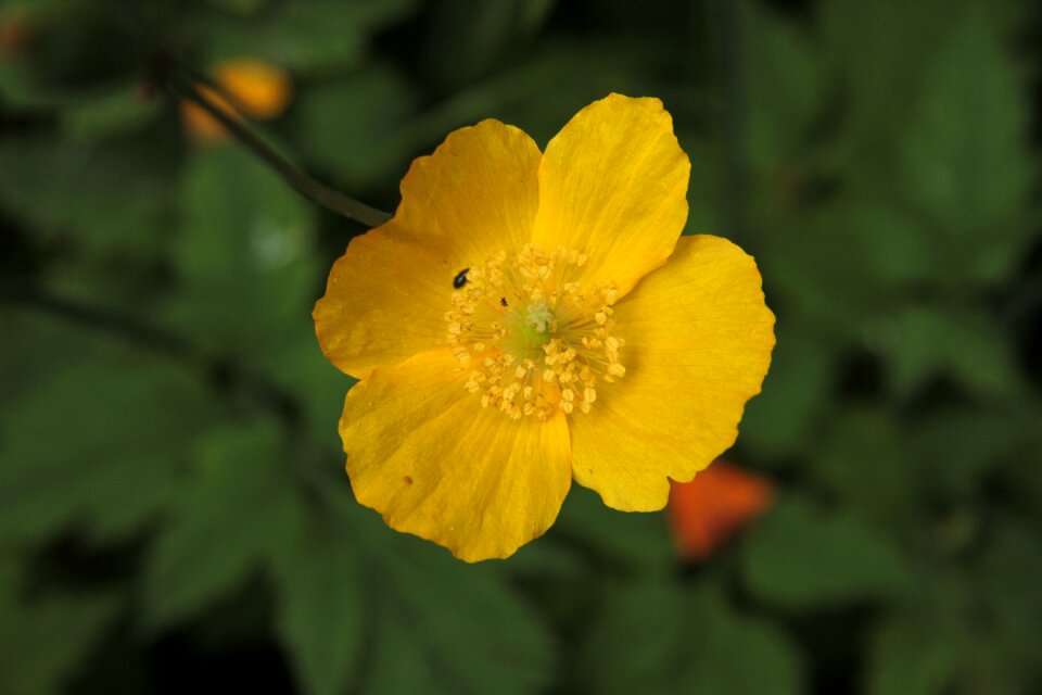 Garden yellow californian poppy colorful
