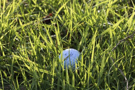 Grass sport golfers