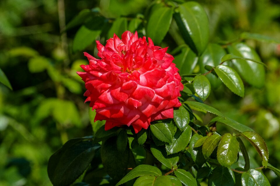 Beauty the smell of garden