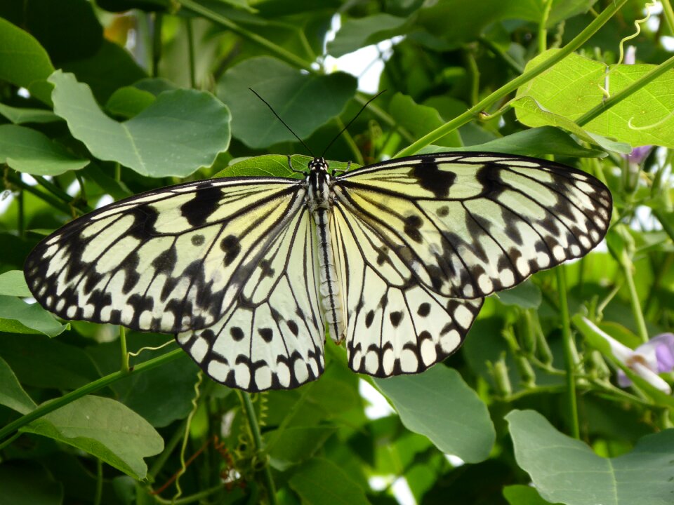 Insect animal nature
