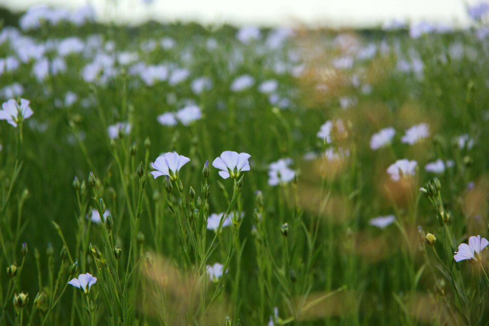 Field afternoon purple