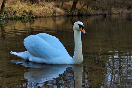 Animal world bird nature