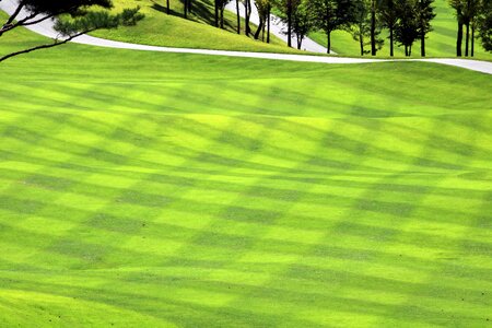 Grass sport golfers