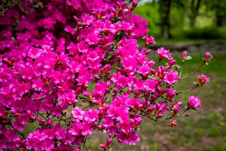 Blossom spring garden photo