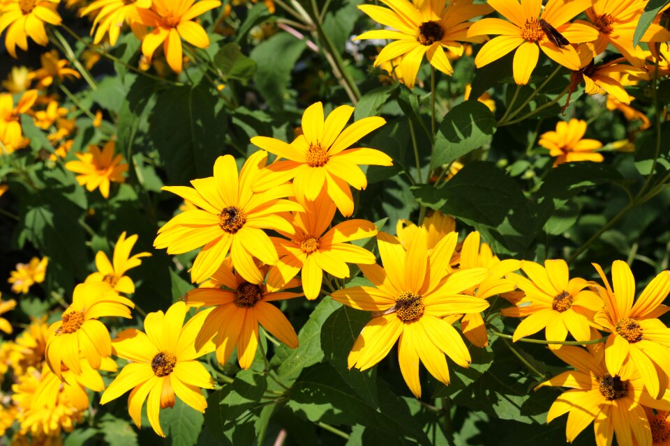 Flowers yellow summertime