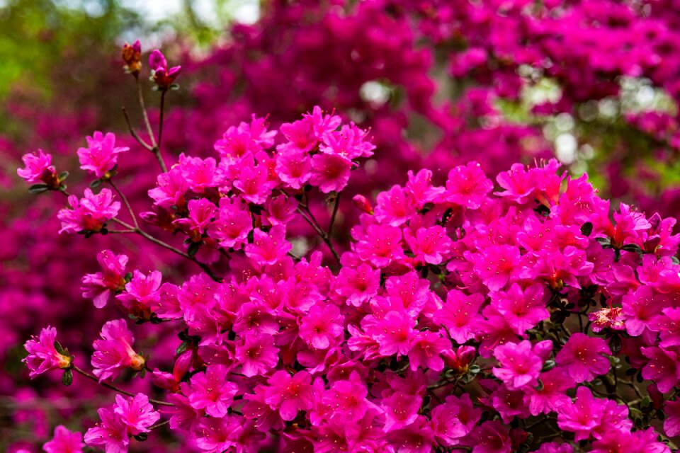Blossom spring garden