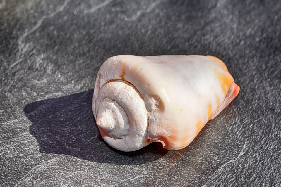 Meeresbewohner snail shell beach