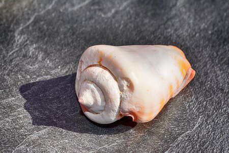 Meeresbewohner snail shell beach