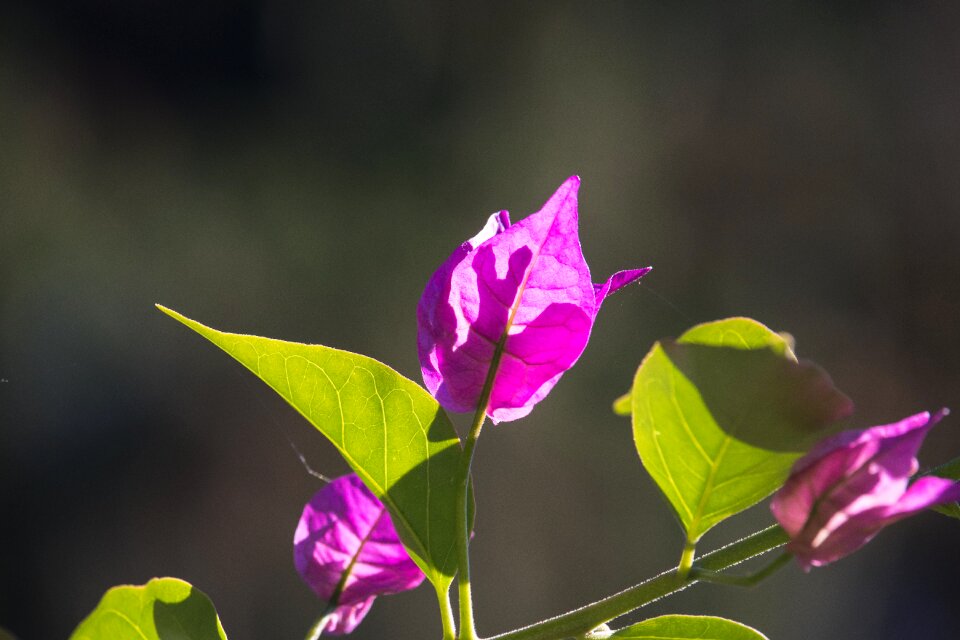 Bloom plant ornamental plant