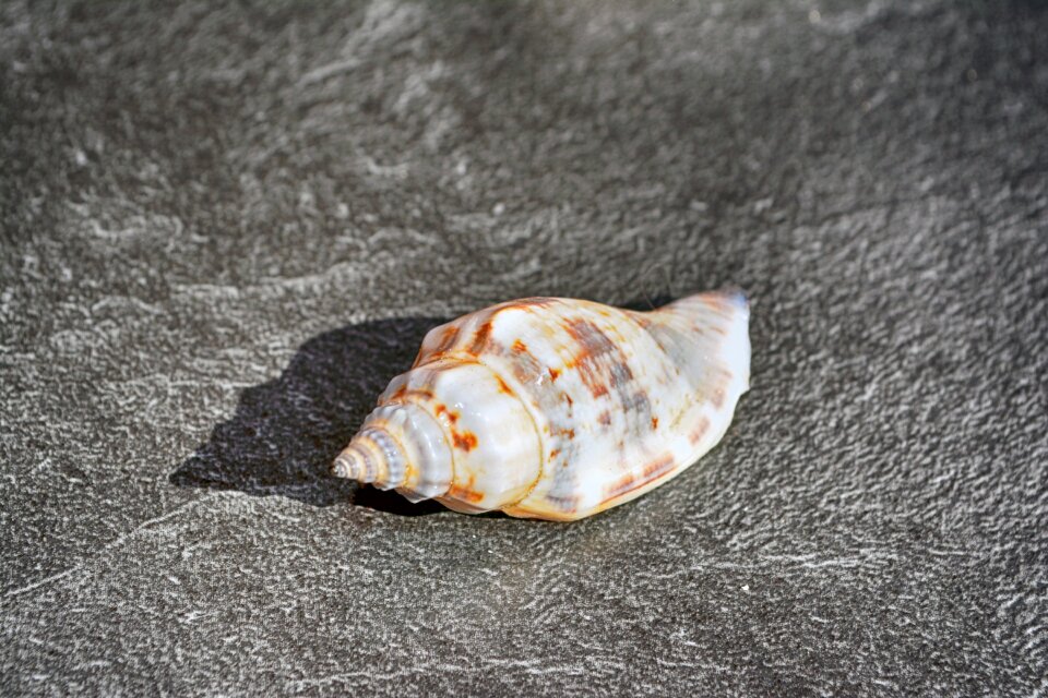 Meeresbewohner snail shell beach
