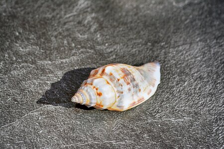 Meeresbewohner snail shell beach photo