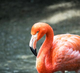 Animal world exotic salmon pink photo