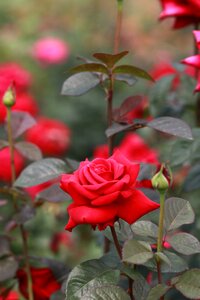 Rose garden nature tabitha