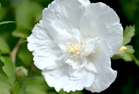White hibiscus garden photo