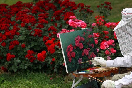 Paint red rose rose garden