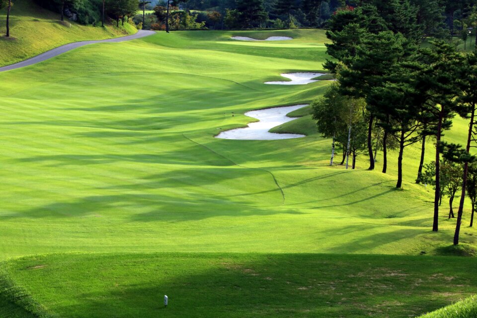 Grass sport golfers