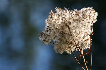 Trockenblume faded flying seeds