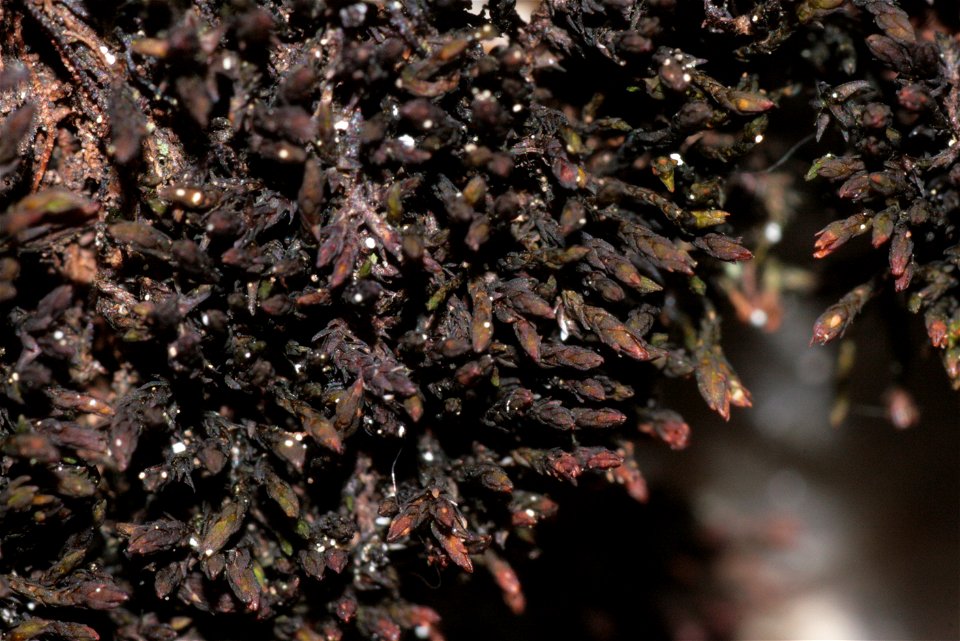 Andreaea rupestris
