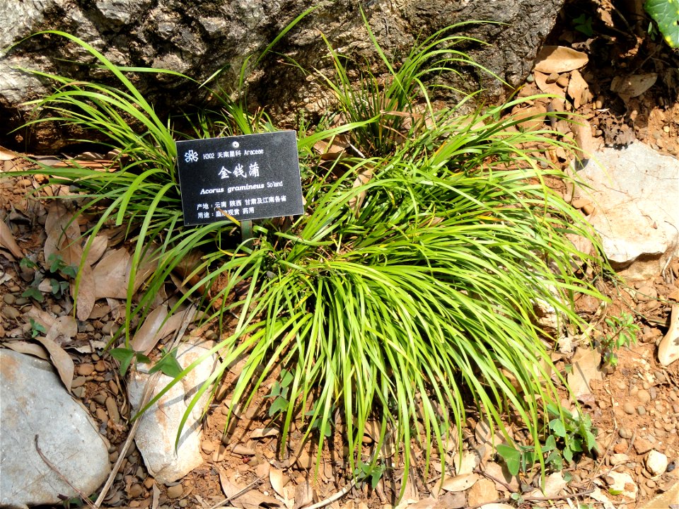 Plant specimen in the Kunming Botanical Garden, Kunming, Yunnan, China.