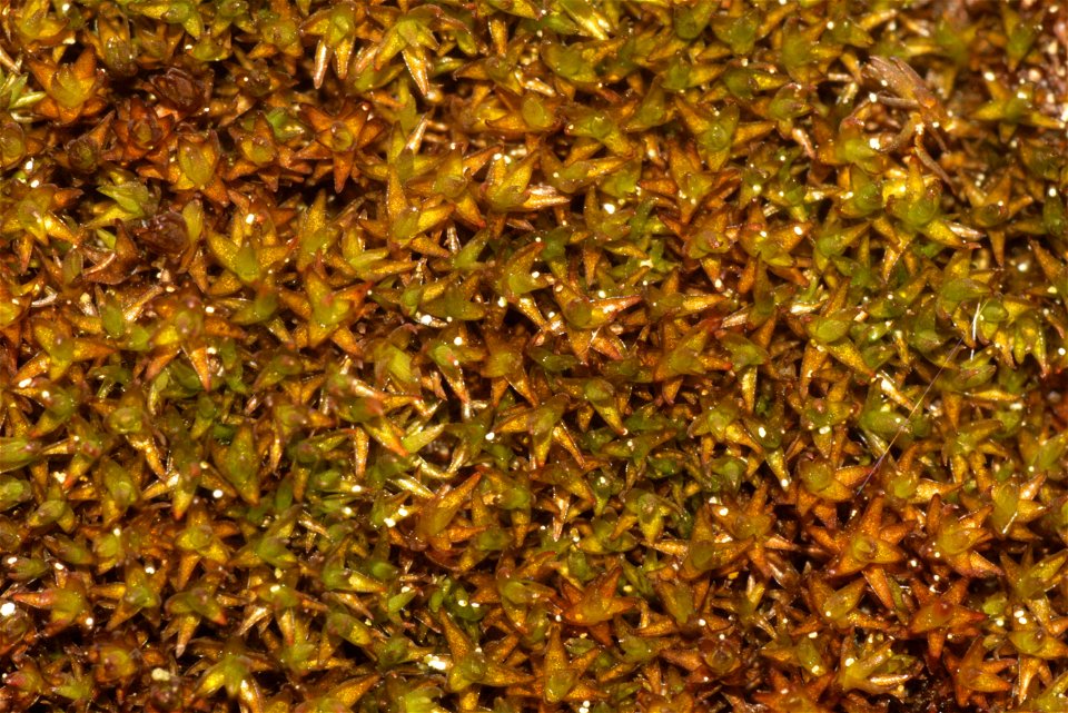 Andreaea rupestris