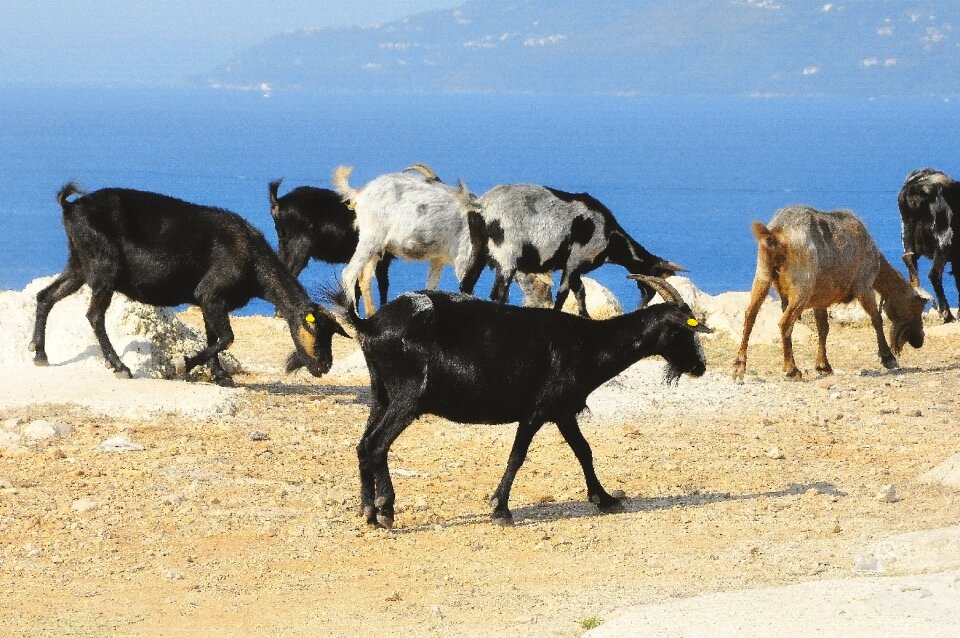Holding agriculture domesticated