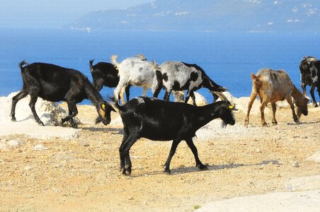 Holding agriculture domesticated