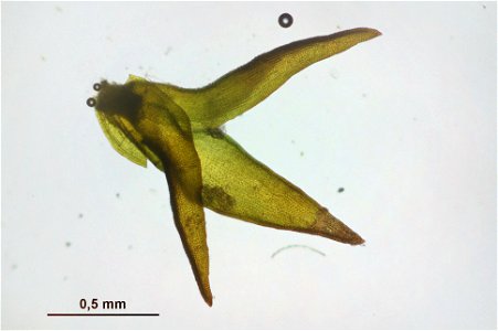 Andreaea rupestris