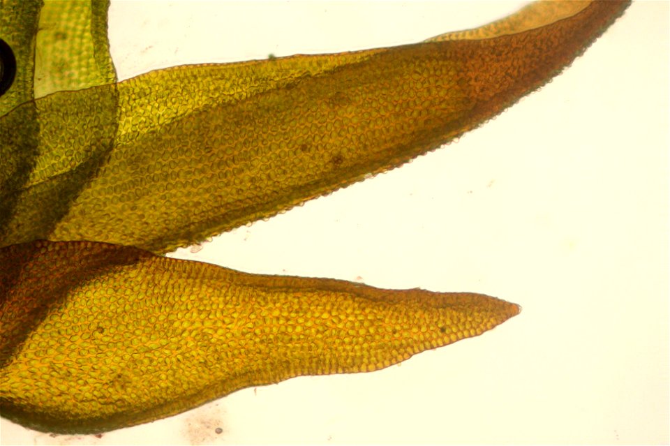 Andreaea rupestris