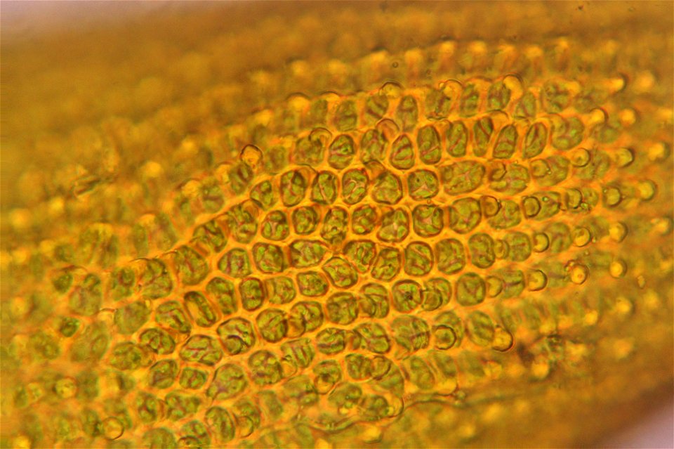 Andreaea rupestris