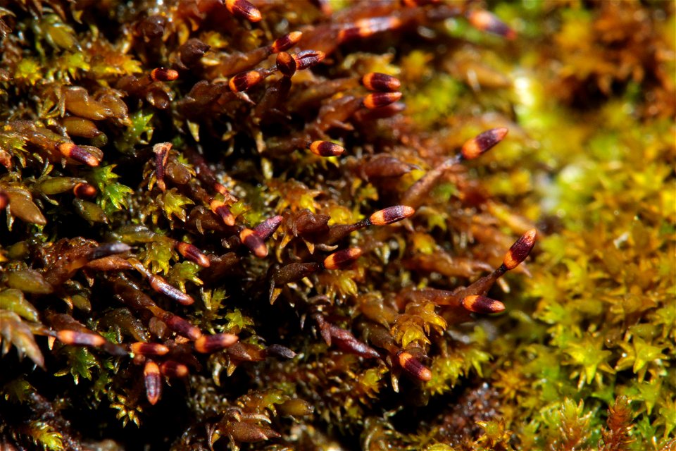 Andreaea rupestris
