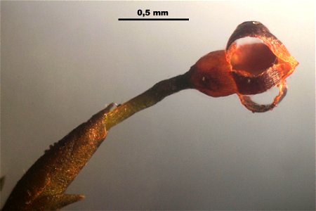 Andreaea rupestris