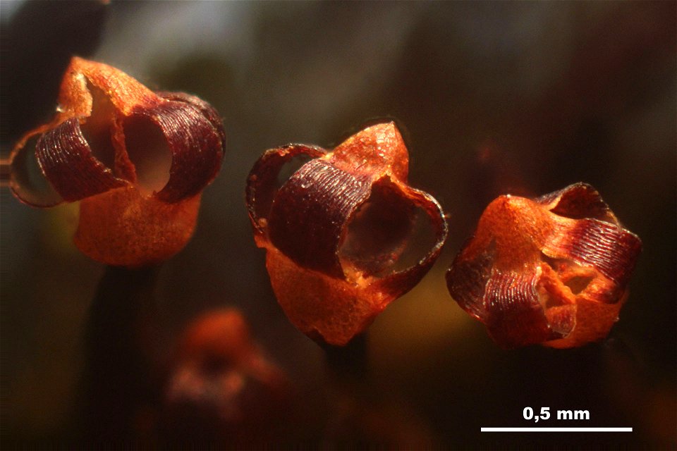 Andreaea rupestris