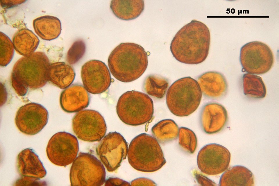 Andreaea rupestris