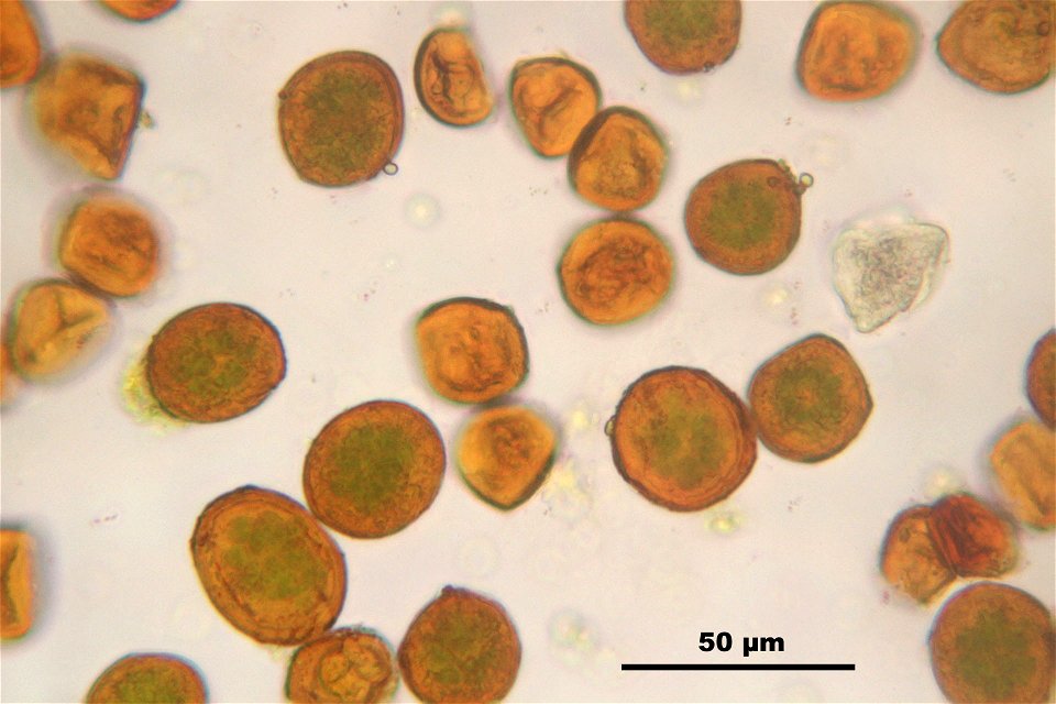 Andreaea rupestris