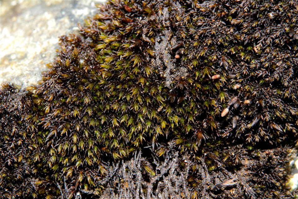 Andreaea rupestris