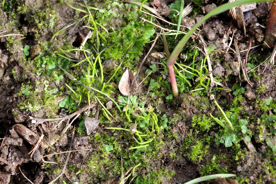 Anthoceros agrestis