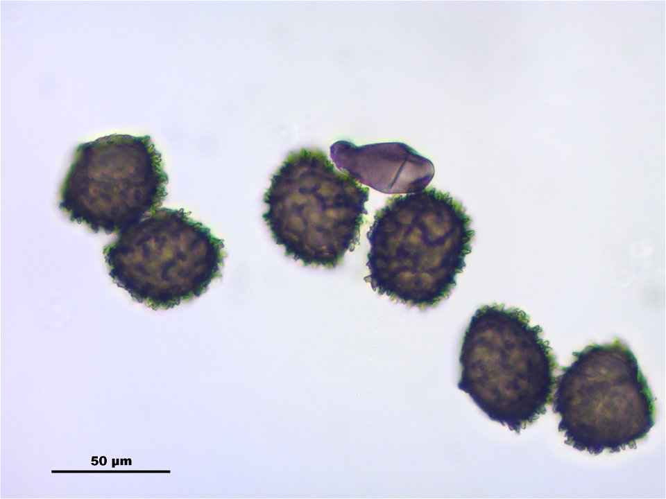 Anthoceros agrestis