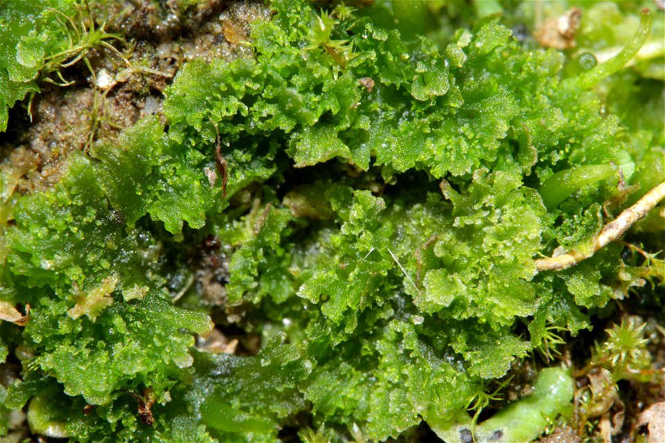 Anthoceros agrestis